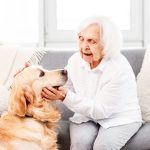 Pies dla starszej osoby – na jaką rasę się zdecydować?