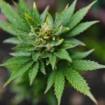 Jak wybrać odpowiednie nasiona marihuany?