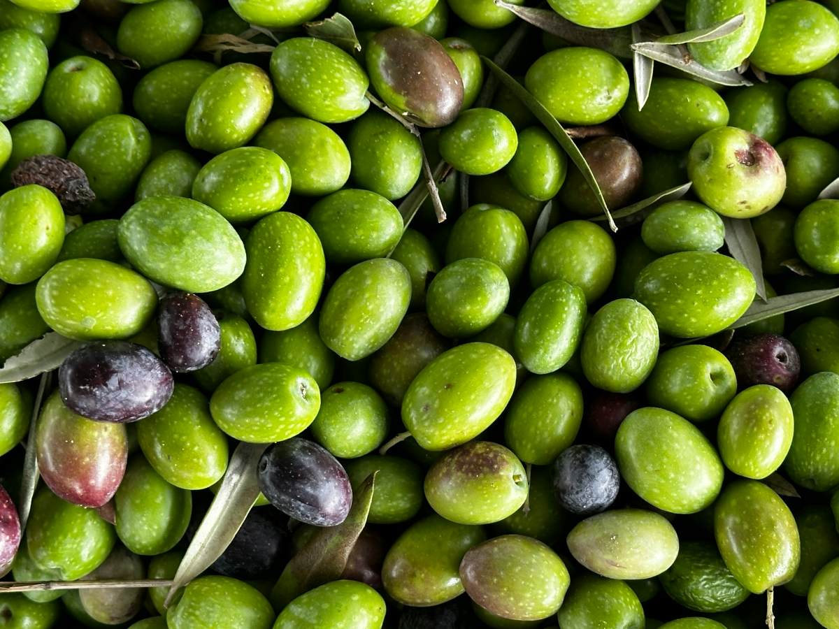Jak łączyć greckie oliwki i portugalskie ryby w codziennej kuchni
